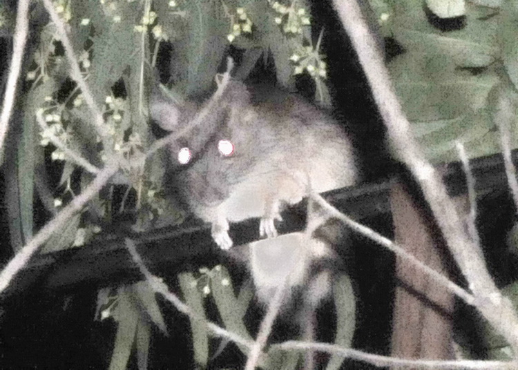 Mammifero misterioso...Ratto dei tetti